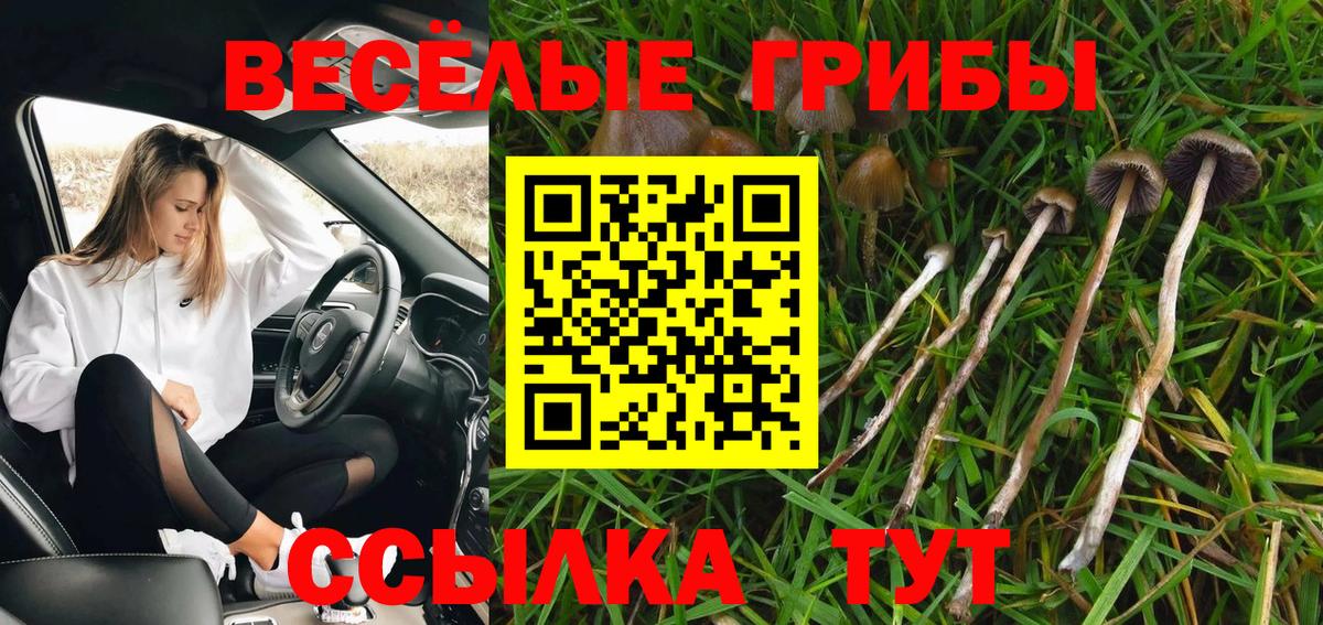 Галлюциногенные грибы Psilocybine cubensis Нижнекамск